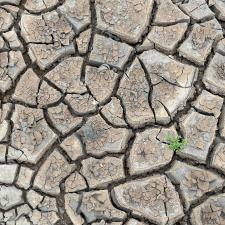 Drought